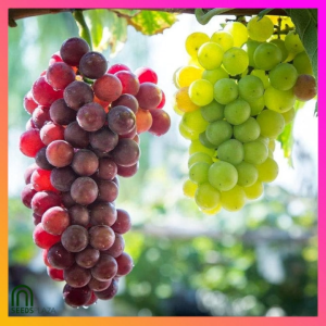 SeedsPLAZA™ - Fresh Grape Seeds for Planting Fruit Plants (5 Seed) Dwarf Bearing Trees Balcony