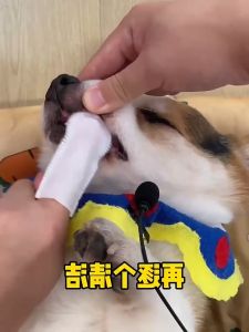 Pet Wipes 50PCS Cat Dental Finger Oral Teeth Tisu Basah Kucing Gigi Care Finger Wipes Teeth Cleaning 宠物洁牙湿巾刷牙指套口腔护理牙刷牙结石牙垢猫咪狗狗手指套