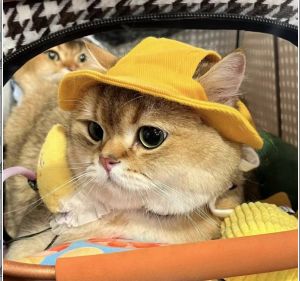 Pet Dogs Bucket Hat With Ear Holes Sunproof Baseball For Large Medium Small Dogs Summer Dog Sun Hat Outdoor Hiking Hat