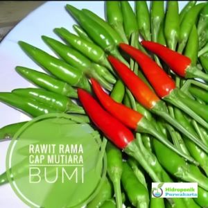 Benih Cabe Cabai Rawit RAMA Cap Mutiara Bumi Isi 10 Gram