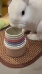 8pcs Rabbits Toys Bunny Stacking Cups Multi-colored Reusable Rabbit Puzzle Toys Playing Toy Hamster Guinea Pig Nesting Toys