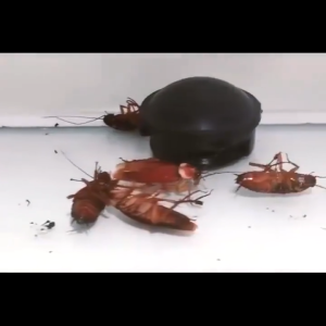 [🇵🇭 Stock&COD] 12pcs/Box Cockroach Bait No-toxicity Cockroach Killer Cockroach Traps Box Cockroach Medicine House