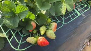ตาข่ายป้องกันฝุ่น ตาข่ายพลาสติก ขาตั้งสำกรับปลูกสตอเบอรรี่ Leisure life พร้อมจัดส่ง🚚 T48