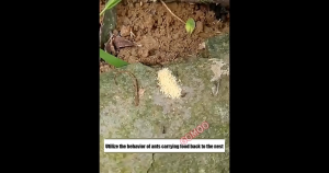 Ants Repellent Magic Ant Killer Safe & Non-toxic roach/Lizard/Mosquito pest repellent eliminate ants totally Plant gel