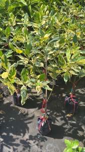 กันเกราด่าง (Variegated Kankraoต้นกันเกรา (Cyrtophyllum fragrans) สายพันธุ์พิเศษอนสลับกับสีเขียว ทำให้ดูสวยงามน่าสนใจยิ่งขึ้น