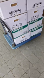 Kentikus 20kg Racun Tikus Brodifacoum Umpan Berbungkah Kenso rat mouse mice rodenticide