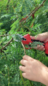 MAKTEC กรรไกรตัดกิ่งไร้สาย   รุ่น 329V สำหรับตัดแต่งกิ่งไม้ หรือพุ่มไม้ขนาดเล็ก (AAA)💥ส่งเร็ว ตรงปก ของแท้พร้อมส่ง 💯🔥🏆(CMK)