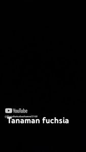 Tanaman Hias Bunga Lampion Putih Pink Fuschia Purple Anting India