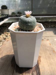 แคคตัสโลโฟโฟร่า (Lophophora) รูปทรงกลมคล้ายซาลาเปา ผิวเขียวเทามันขลับ กว้าง 4.5-5 cm อายุ 2-3 ปี
