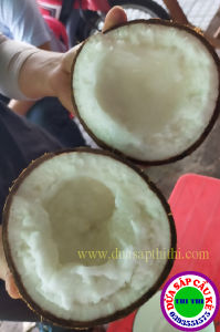 COMBO 1 DỪA SÁP LOẠI 1 TRÁI LỚN + 250GR MƯT DỪA SÁP