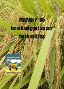 BENIH BIBIT PADI MAPAN P-05 GABAH SUPER UNGGUL BERKUALITAS KEMASAN 1KG