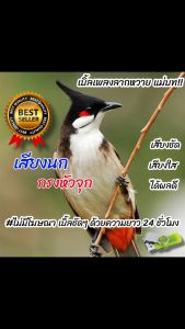 เสียงนกกรงหัวจุกเบิ้ลเพลงลากหวาย แม่บท เสียงฝึกนก USBแฟลชไดร์ฟเสียงฝึกนก เสียงดี  ไม่มีโฆษณาแทรก