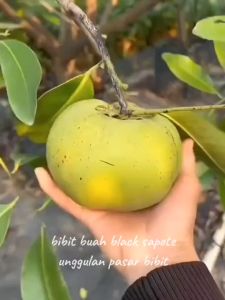Bibit Black Sapote Kualitas Unggul atau Black Sapote Puding Coklat