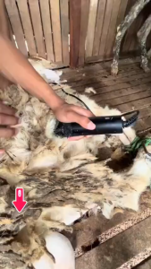 COD CEPAT BaoRun PRO S1 Alat Cukur Hewan Domba Kambing Anjing Kucing Electric / Mesin Cukur Domba Garut Clipper - S1