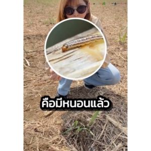 โกลแจ็คสัน 1ลิตร ฟิโพรนิล 5% ยกลัง 12 ขวด ป้องกันและกำจัดเพลี้ยไฟ ใช้ป้องกันหนอนกอ ออกฤทธิ์แบบสัมผัส และแทรกซึม ใช้ได้ทุกพืช ทุกช่วง