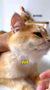 Pet Flea Comb Sikat Kutu Cat Lice Comb Dog Tick Remover Sisir Kucing Murah Grooming Tools 宠物猫狗跳蚤梳子