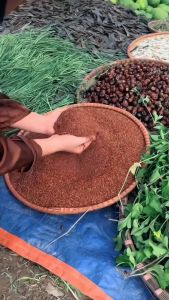 Xịt Tóc Gừng Ngãi Cứu Hiền Bùi 100ml Dưỡng Tóc Suôn Mượt Kích Mọc Tóc Giảm Ngứa Gàu Gãy Rụng