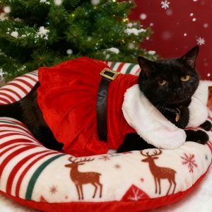 Santa Claus Cat Skirt For Christmas Cute Soft Winter Pet Dresses For Small Medium Dogs Cats Cosplay Chihuahua Sphynx Pet Costume