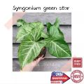 (GG real plant) syngonium green star ^  podophyllum arrowhead pokok keladi hiasan rumah indoor house ps. 