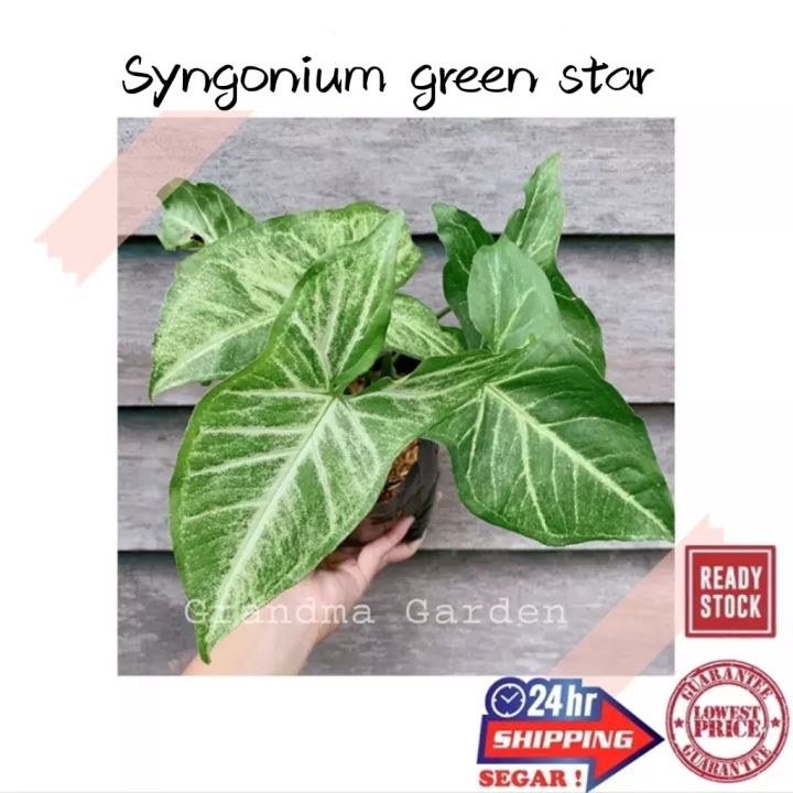 (GG real plant) syngonium green star ^  podophyllum arrowhead pokok keladi hiasan rumah indoor house ps