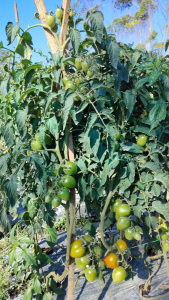 [COD] Benih Tomat Buah Hibrida F1 Tahan Virus DIANA 10 gram Benih Premium ( ± 3.500 Biji) Toleran Virus | Setipe TM Marvel Betavila Kendedes Larisa Bareto TM Blazer | Tomat Dataran Tinggi | Bibit Tomat buah | Tomat Tahan Virus | Tomat Indeterminate