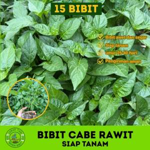 ( 15 bibit ) cabe semai | cabe rawit hijau siap tanam | bibit cabe cengek berkualitas ( pengiriman khusus daerah pulau Jawa)