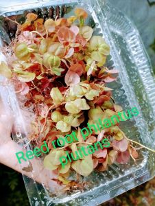 tanaman aquascape tanaman apung Red root philantus pluitans permika