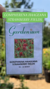 GARDENIUM Benih Bunga Gomphrena Haageana Strawberry Fields