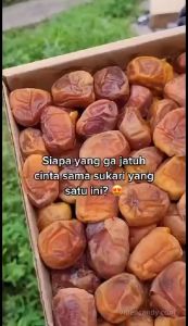 Kurma Sukari Al Qassim Kemasan Ember Premium Quality