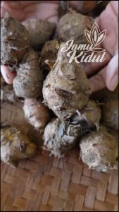 Biang Kunyit 250 Gr Tua dan Segar