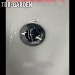 ยาฆ่าแมลงบินในท่อ (500 มิลลิลิตร):ยาฆ่าแมลงเฉพาะใช้สำหรับท่อระบายน้ำเสียและท่อที่น้ำในบ้าน,สามารถฆ่าแมลงบินสีน้ำตาลเล็กๆ และปูดำได้