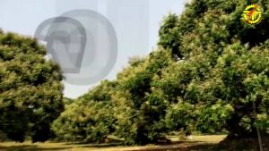 สารเร่งดอกลำไย ชนิดราดทางดิน จอบเพชร 2 ขนาด 5 ลิตร สารราดทางดิน (สีน้ำตาล)