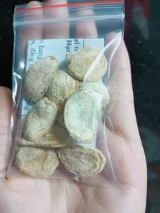 HẠT SANG (HẠT SÀNH) dạ dày hạt già ruột trắng 1 gói 10 hạt cắt lát sẵn