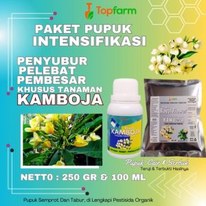 Pupuk Untuk Bunga Kamboja / Pupuk Kamboja / Pupuk Bunga Kamboja Japan / Pupuk Tanaman Bunga Kamboja / Pupuk Bunga Kamboja