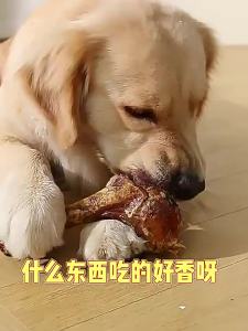 hipidog | Xương Ăn Được Cho Chó Con và Chó Lớn Làm Sạch Răng