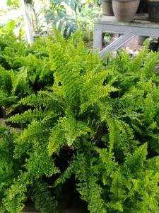 BISA COD Tanaman Hias Pakis Boston - Tanaman Gantung - Bunga Hidup