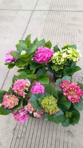 CHẬU CÂY HOA CẨM TÚ CẦU