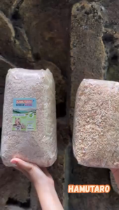 SERBUK KAYU HAMSTER  LANDAK KWALITAS PREMIUM GPO