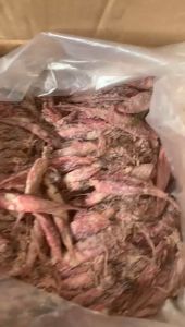 Ikan Asin Cumi Jarum Panjang: Camilan Sehat & Bergizi