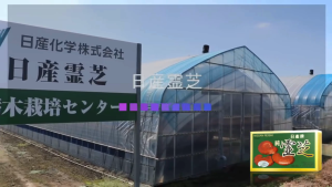 Viên Uống Thuần Linh Chi Nissan Reishi Nhật Bản Hỗ Trợ Tăng Cường Sức Khoẻ Đề Kháng Hộp 10 Viên