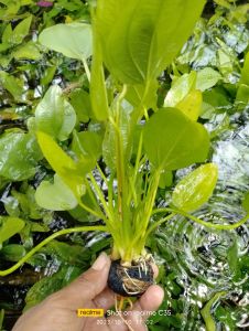 tanaman air aquascape melati air