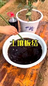 "Soil Activator Promote Rooting 土壤活化宝花肥" 100g± / Organik Baja Hitam 200g± / Organik Baja Hitam 400g±