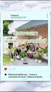 Treeno.9 T7 มอนสเตอร่า ปลูกในบ้านได้ (Monstera) กระถาง 8 นิ้ว / สูง 40-50 ซม. / ไม้ประดับ ไม้ฟอกอากาศ (ต้นไม้)