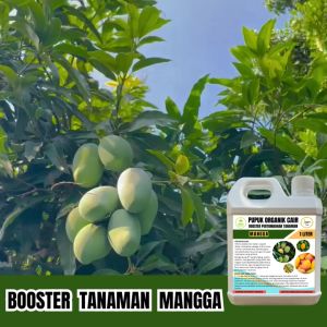 Pupuk Organik Nanas 1 Liter Cepat Berbuah Lebih Cepat Besar Booster Cair Jagotani