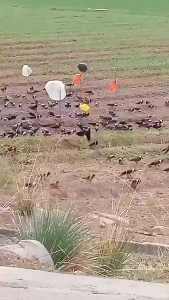 ใช้แล้ว นกหนีหมด ไล่นก ก้อนไล่นก ที่ไล่นก ไล่นกพิราบ ใช้งานง่าย ทำจากสารสกัดธรรมชาติ ไม่เป็นอันตราย ขับไล่นกต่างๆ ซื้อหลายชิ้นรับส่วนลดพิเศษ