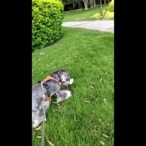 HamshMoc Pet Harness And Leash Set Wear-Resistant Lightweight Anti-Pull Vest Harness For Kitten Puppy Daily Walking