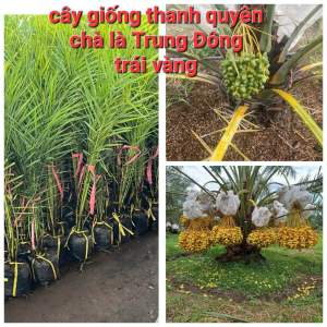 CÂY CHÀ LÀ TRUNG ĐÔNG QUẢ (TRÁI) MÀU VÀNG HOẶC ĐỎ CÂY CAO 60cm ĐẾN 1m CHUẨN GIỐNG 100%