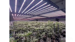 3000 Liters Coco Coir and Perlite Mix Big Order Delivery charge Included