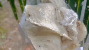 Tổ yến thô nguyên chất nhà nuôi giá dùng thử 10gr  tặng táo đỏ đường phèn