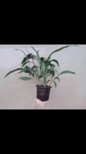 ต้นนางแลวในถุงดำ พร้อมปลูก